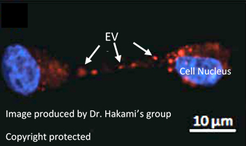 Image showing a cell nucleus